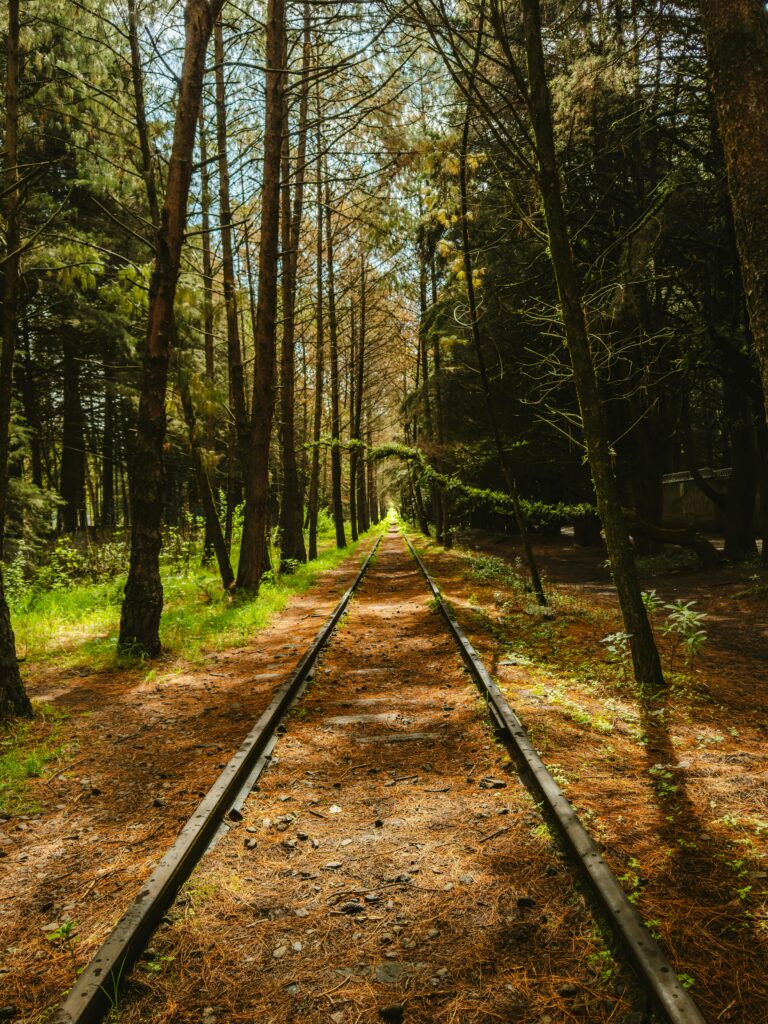 Peaceful forest view with railway tracks in Ocoyoacac, Mexico, under dappled sunlight.